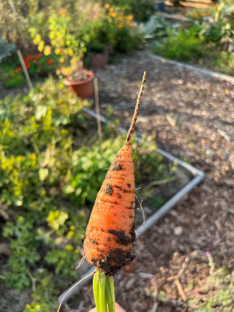 eine Karotte aus meinem Garten