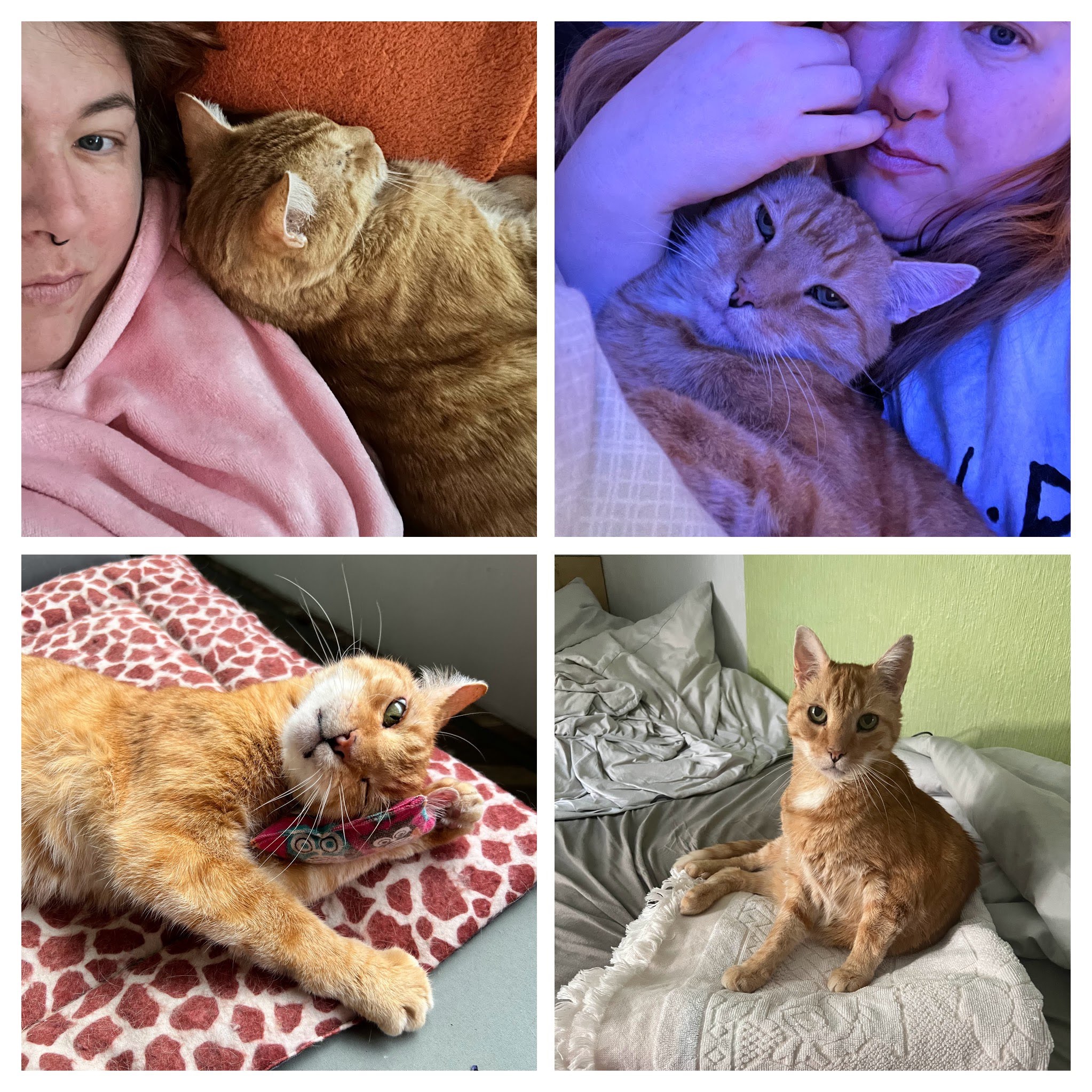 Bilder von einer roten Katze als Collage