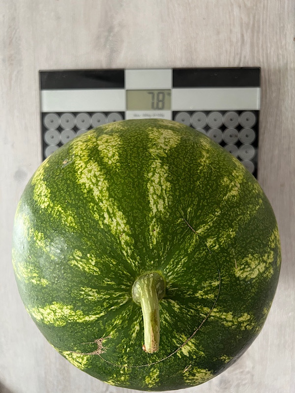Wassermelone auf der Waage, 7,8 Kilo