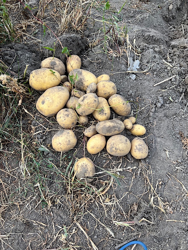 die erste Kartoffelernte