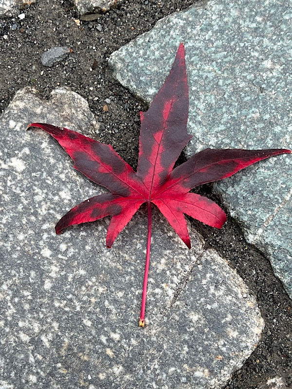 Blatt auf dem Boden, rot durch den Herbst gefärbt