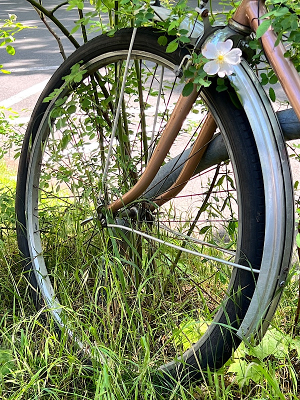 Fahrradreifen mit Blume bewachsen