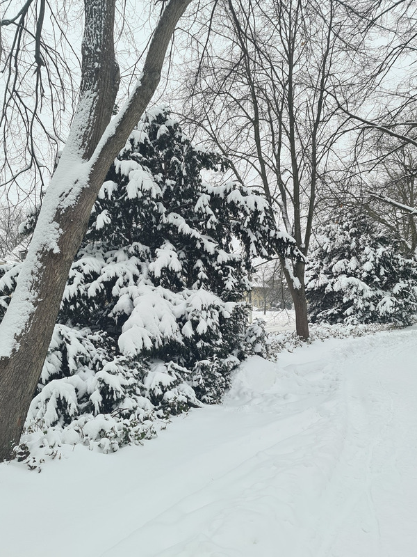 Winterlandschaft mit Schnee und Bäumen, ein Trampelpfad. Gartenarbeit im Januar kann eisig werden