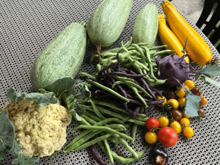 Welches Obst und Gemüse du als Anfänger wirklich anpflanzen solltest