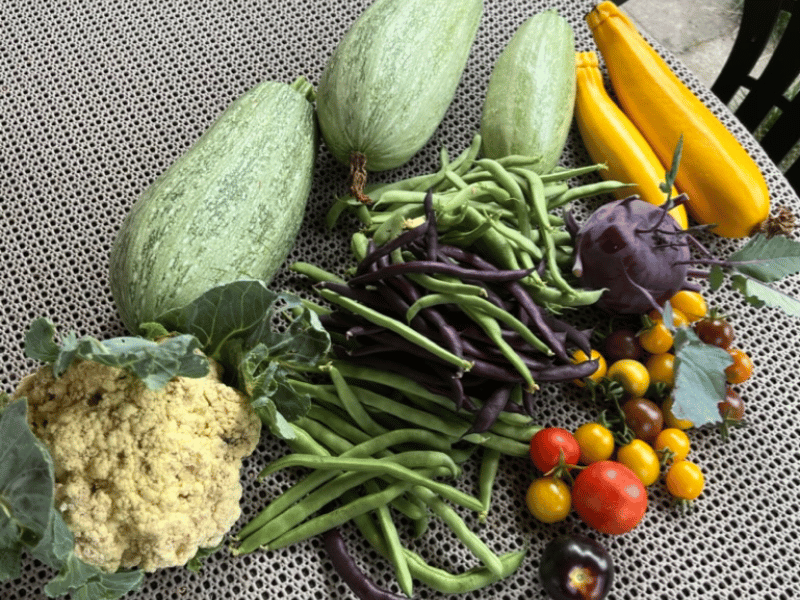 Verschiedene Gemüsesorten wir Zucchini und Blumenkohl, die ich geerntet habe