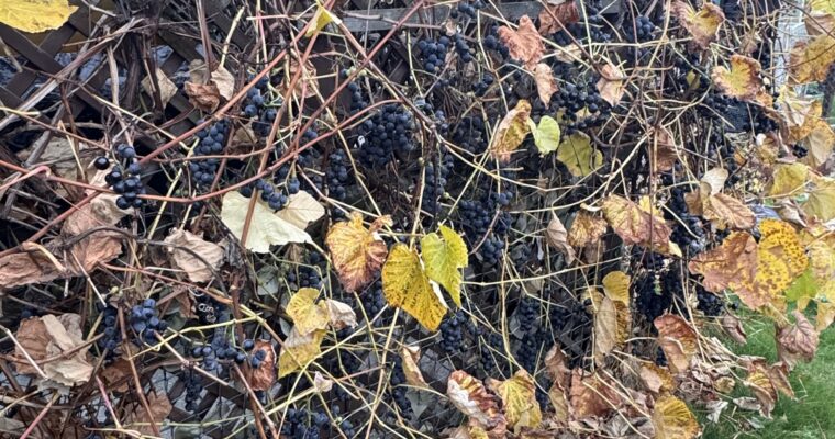 Wenn Weintrauben noch im November hängen – was du jetzt tun solltest