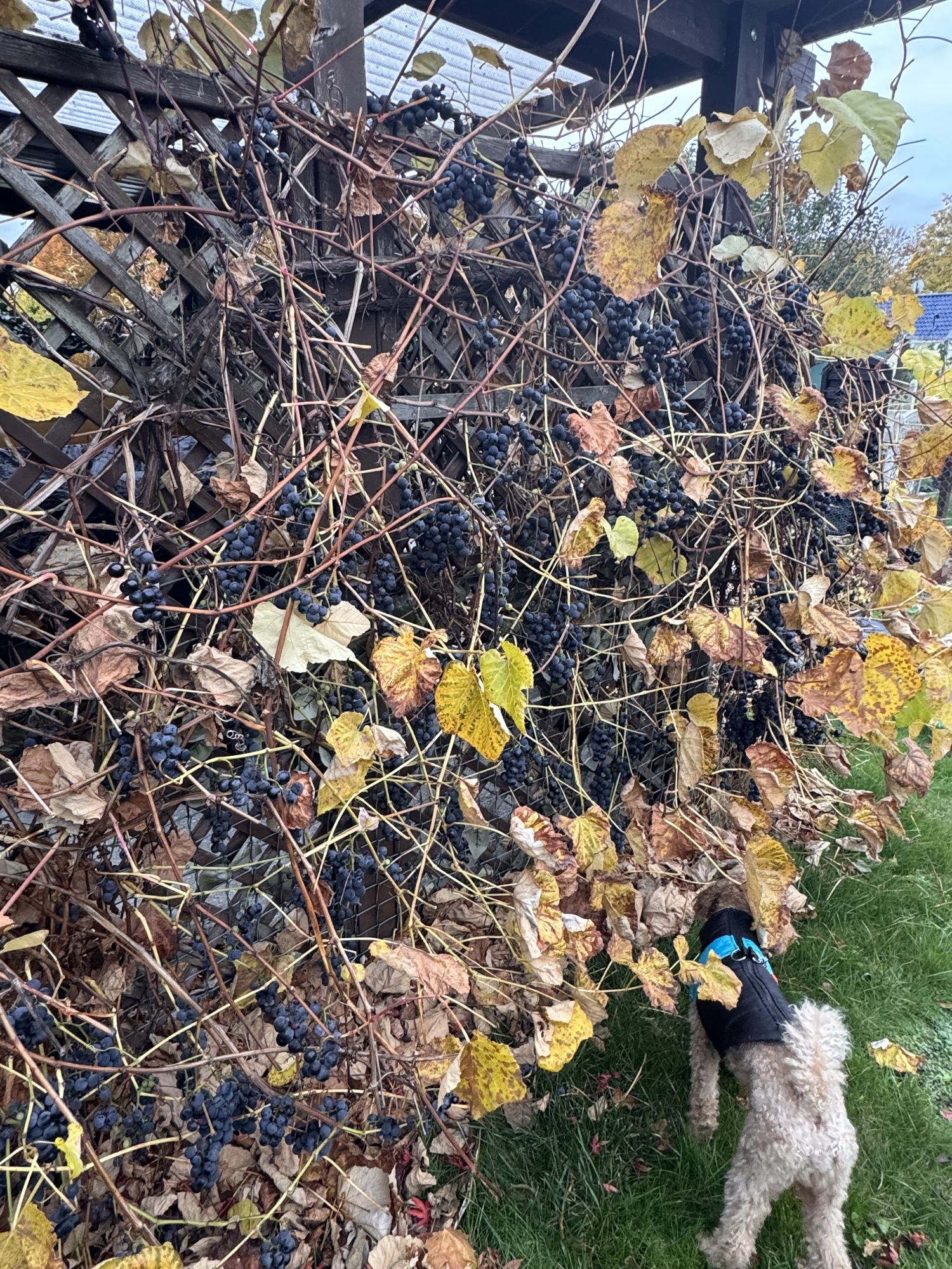 Wenn Weintrauben noch im November hängen – was du jetzt tun solltest 1 Wenn Weintrauben noch im November hängen – was du jetzt tun solltest